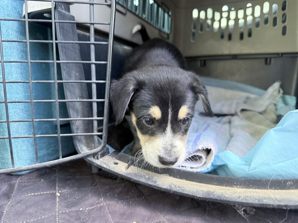 Enlarge Neptune, a Adoptable mixed breed in Lockhart, TX image 6/6