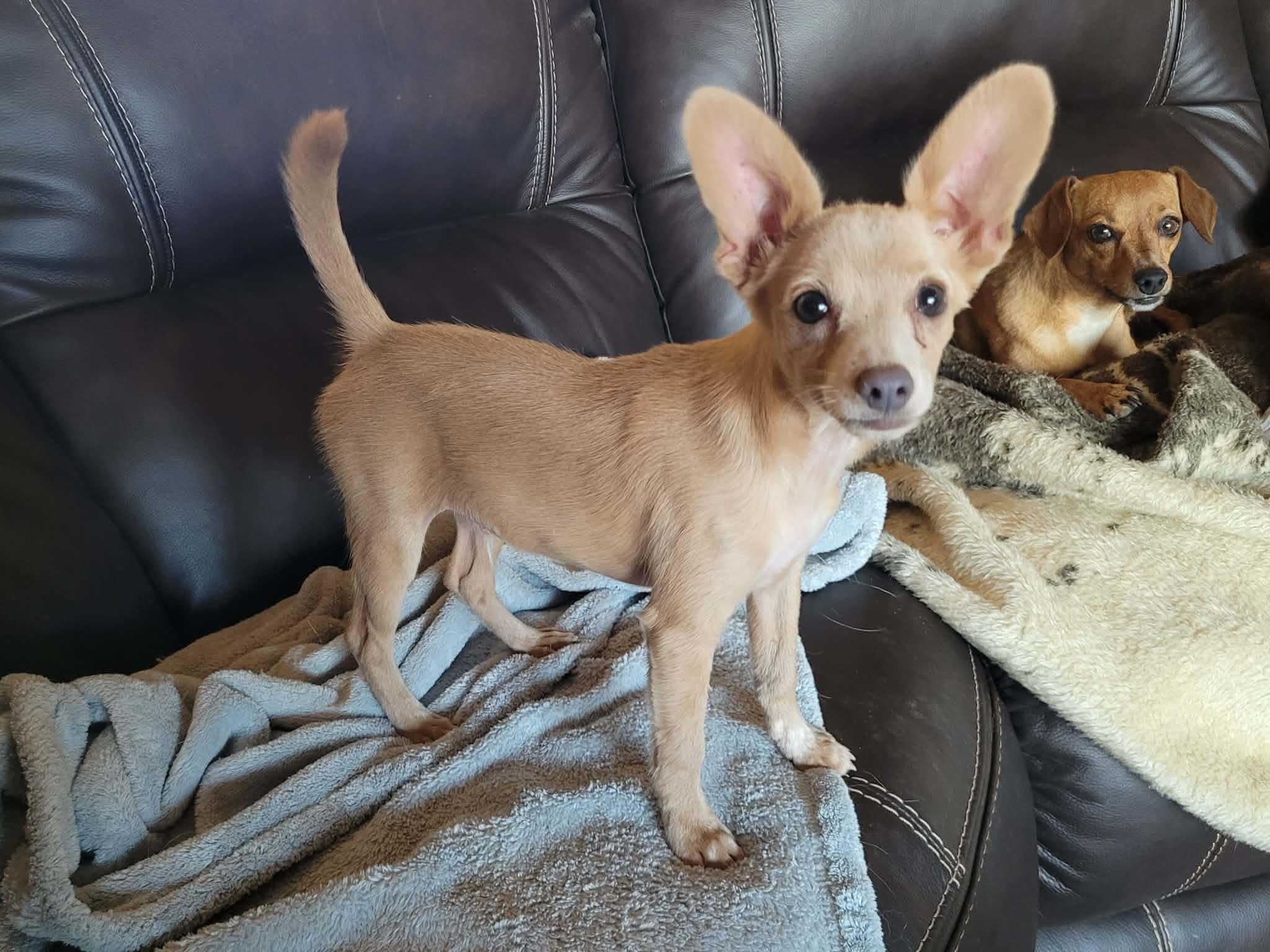 Dewey, ADOPTABLE, Young Male Italian Greyhound & Chihuahua.