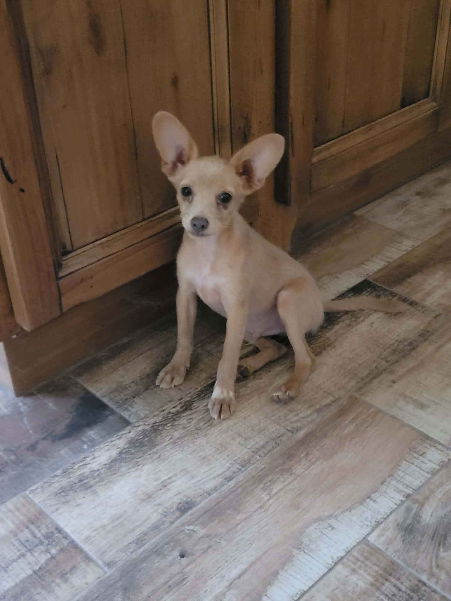 Enlarge Dewey, a ADOPTABLE mixed breed in New River, AZ image 4/5