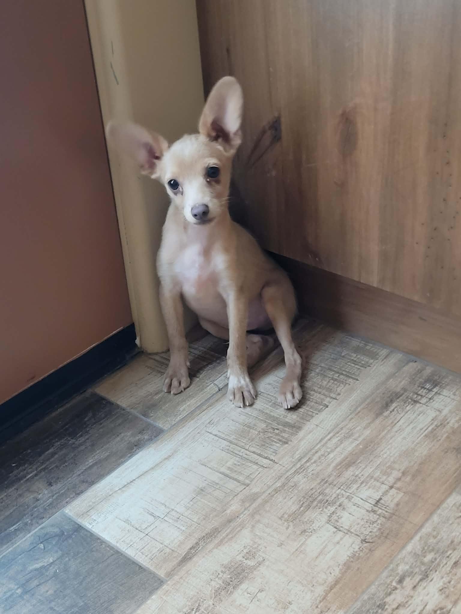 Enlarge Dewey, a ADOPTABLE mixed breed in New River, AZ image 5/5