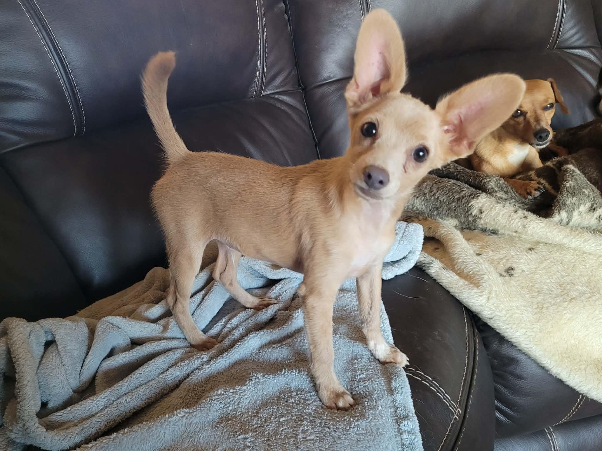 Enlarge Dewey, a ADOPTABLE mixed breed in New River, AZ image 2/5