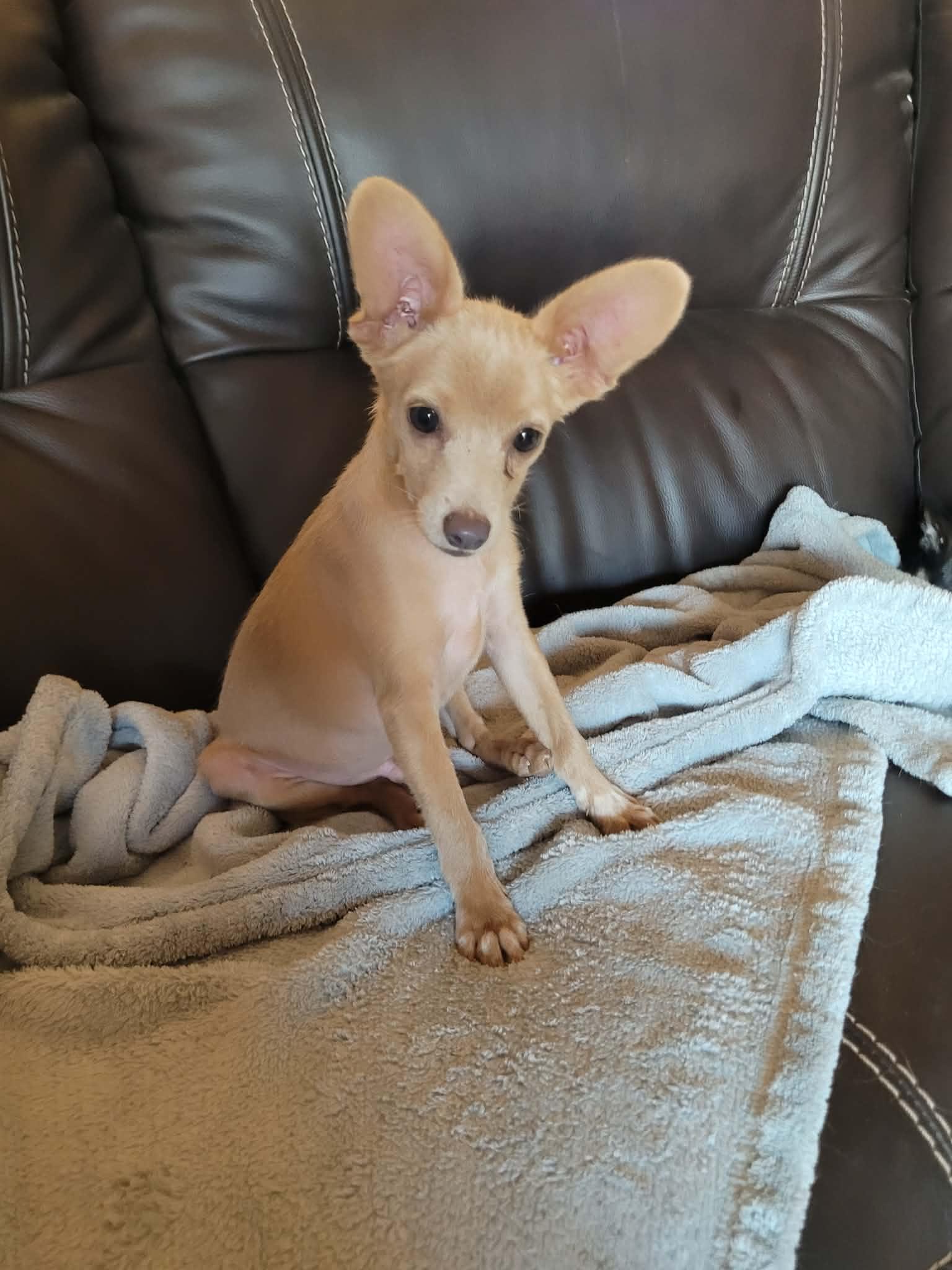Enlarge Dewey, a ADOPTABLE mixed breed in New River, AZ image 3/5