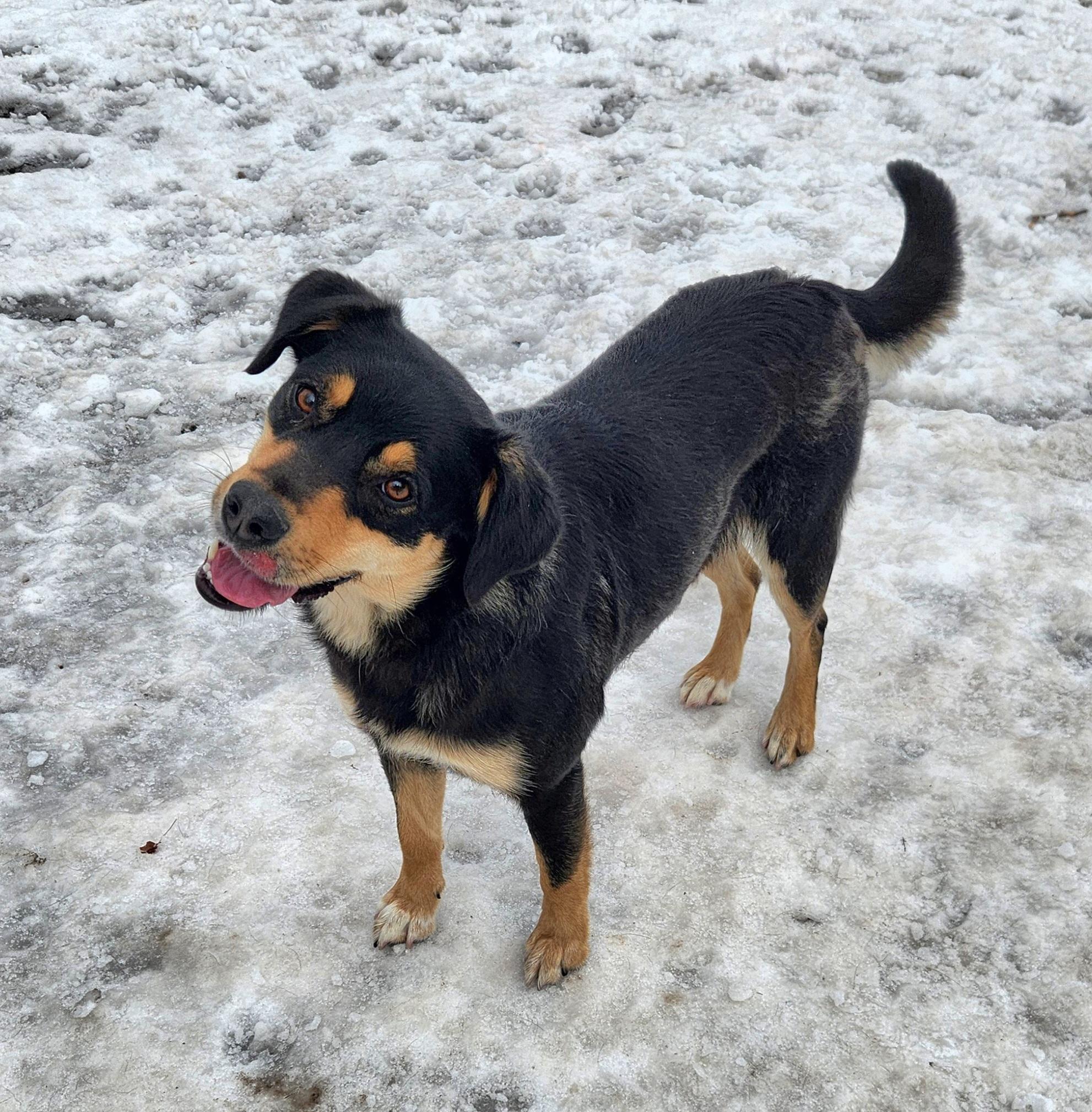 Cali, an adopted mixed breed in Liberty Center, OH image 3/6