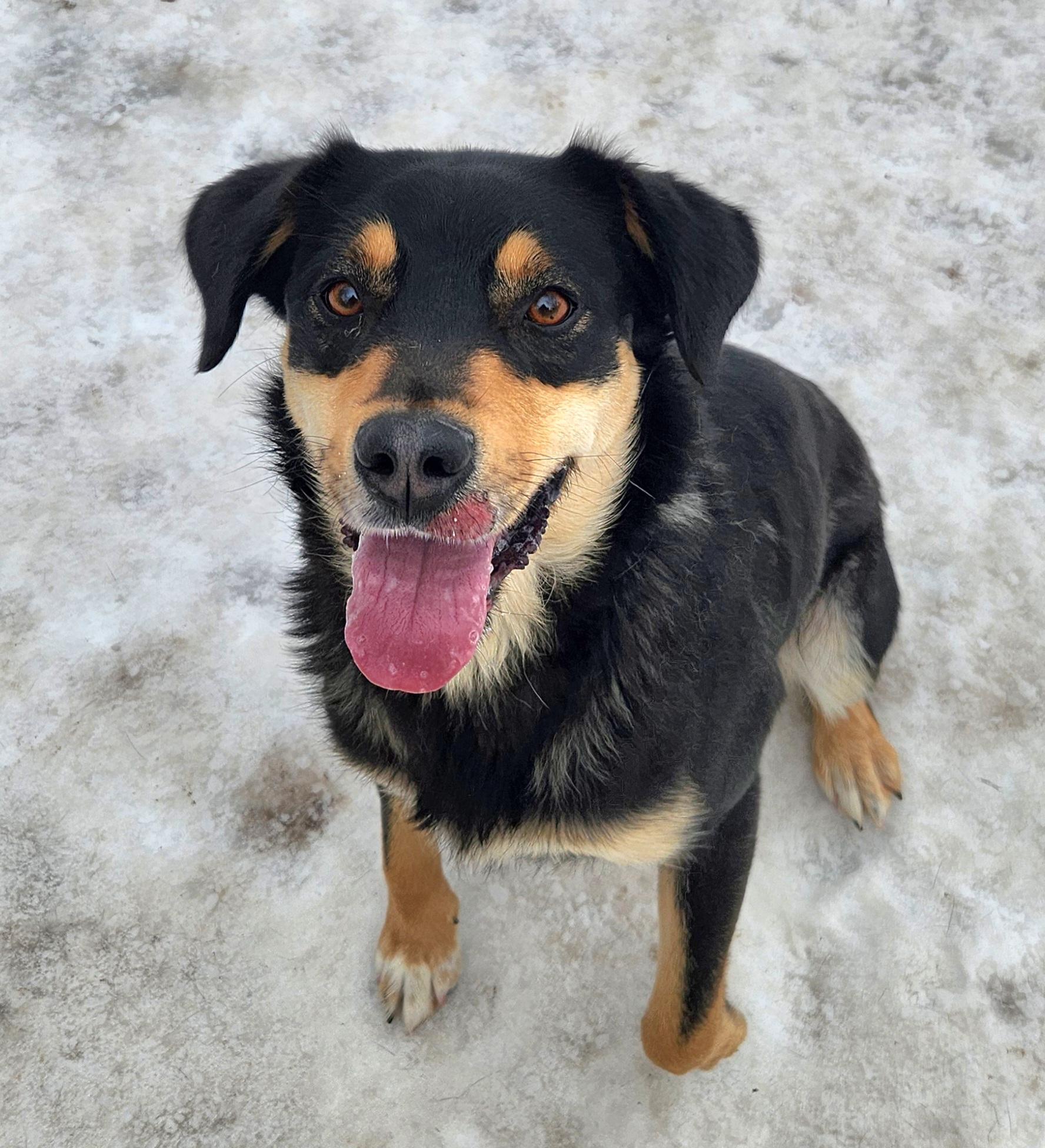 Cali, an adopted mixed breed in Liberty Center, OH image 1/6