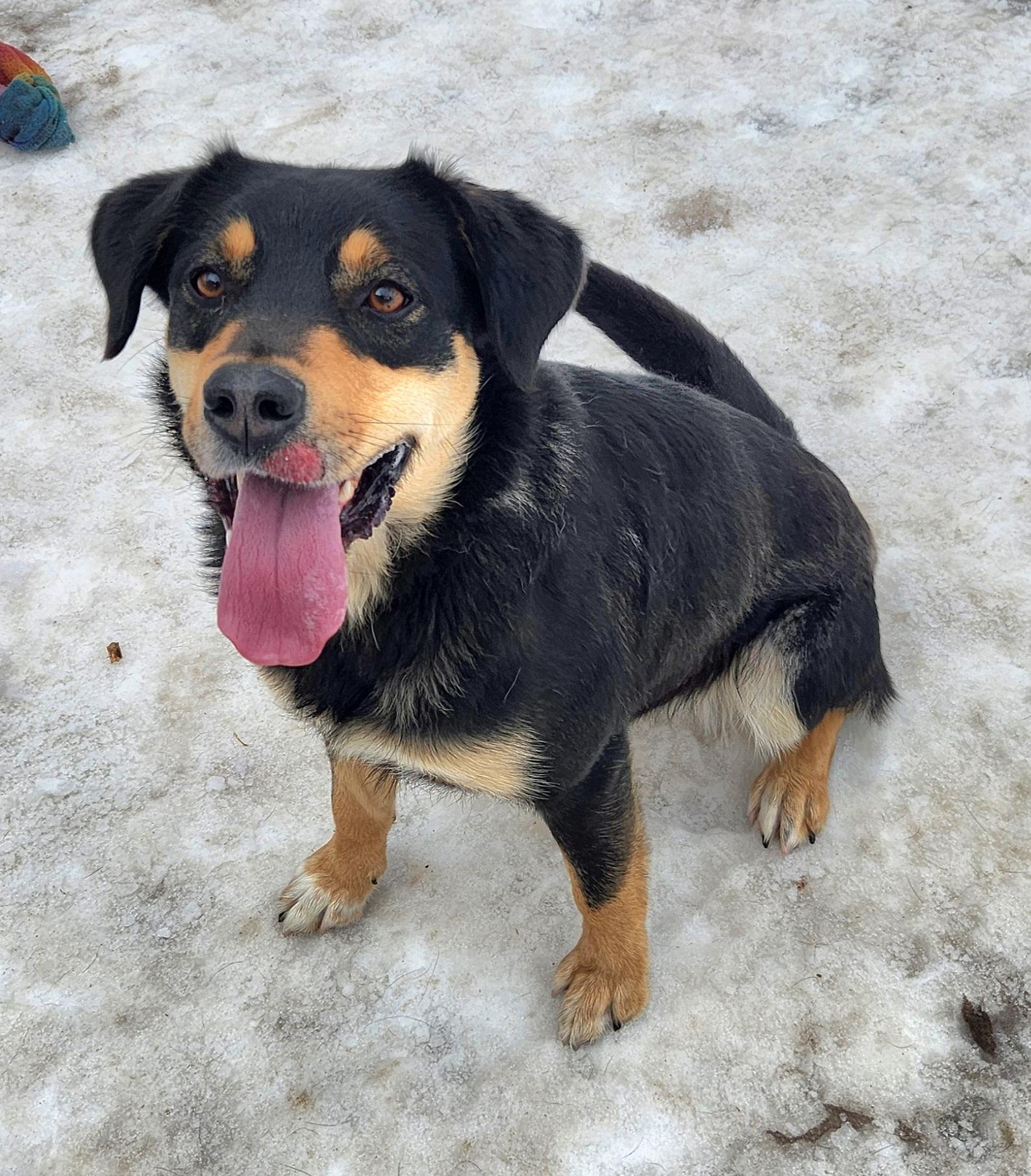 Cali, an adopted mixed breed in Liberty Center, OH image 5/6