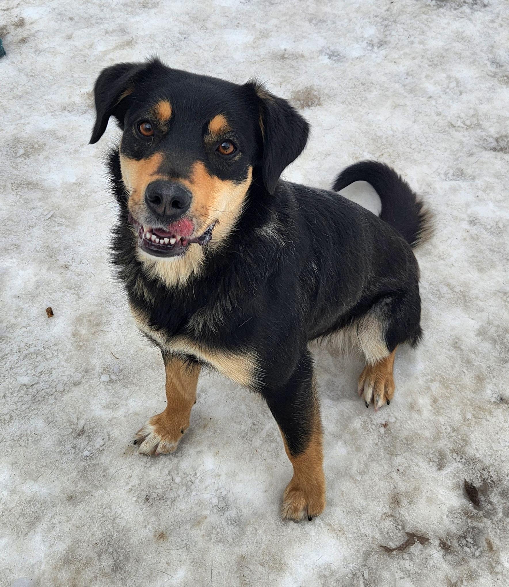 Cali, an adopted mixed breed in Liberty Center, OH image 2/6