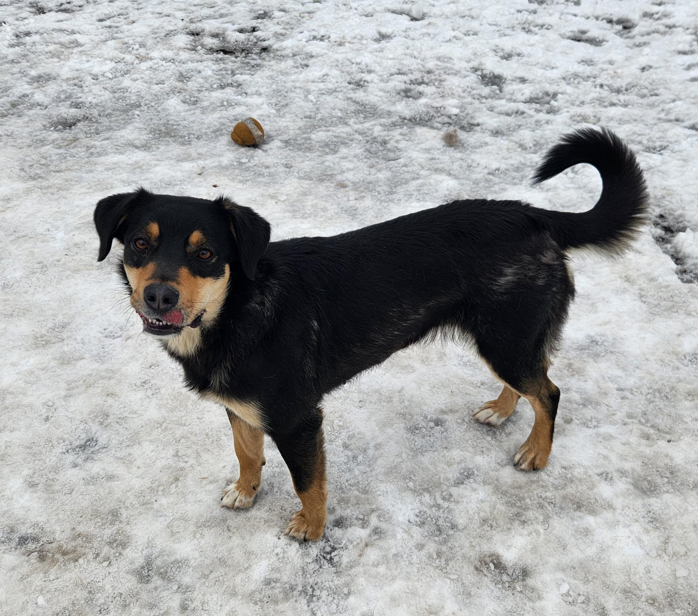Cali, an adopted mixed breed in Liberty Center, OH image 6/6
