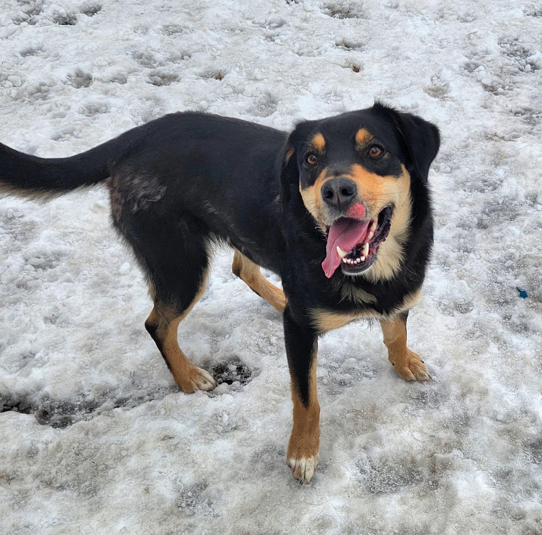 Cali, an adopted mixed breed in Liberty Center, OH image 4/6