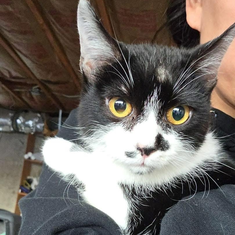 Enlarge Rizz, a Adoptable Domestic Short Hair in Price, UT image 1/1