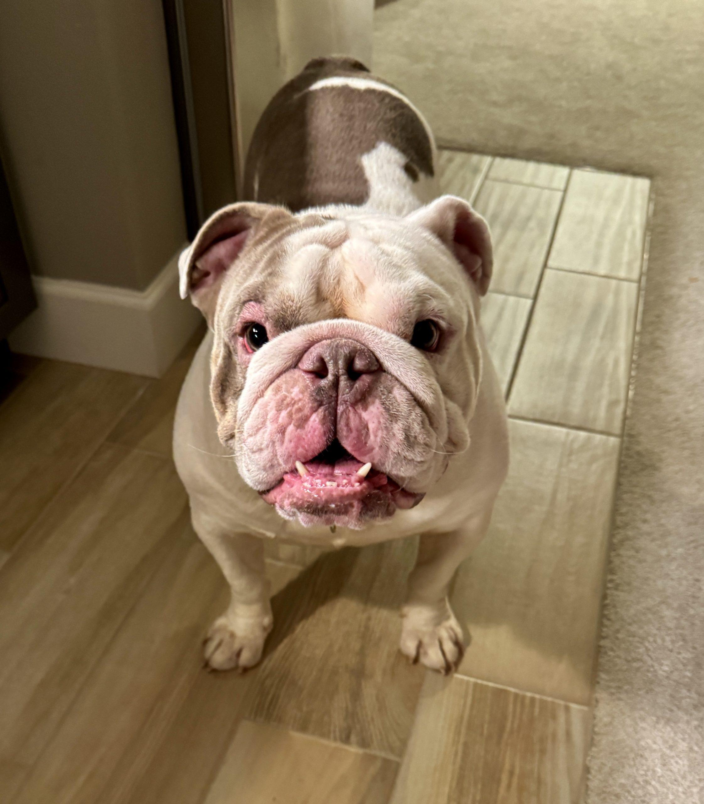 Enlarge Tank, a Adoptable English Bulldog in Chicago, IL image 4/6