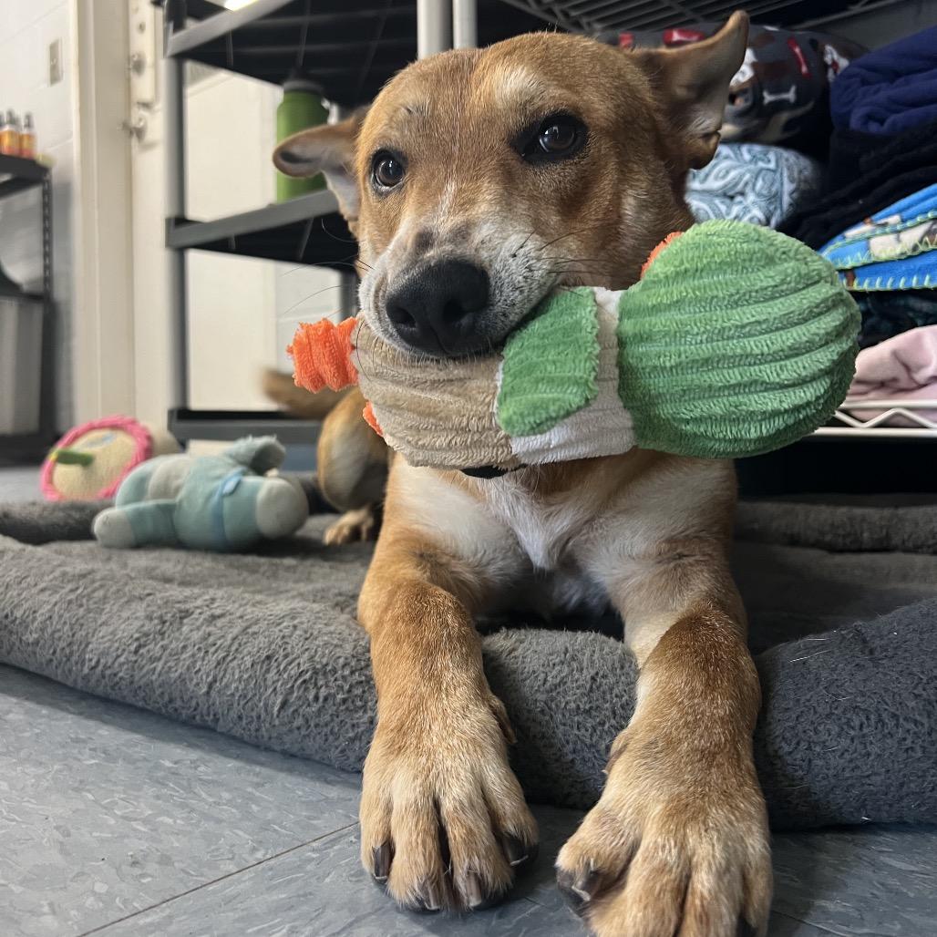 Enlarge Reagan, a Adoptable mixed breed in Leland Grove, IL image 3/6