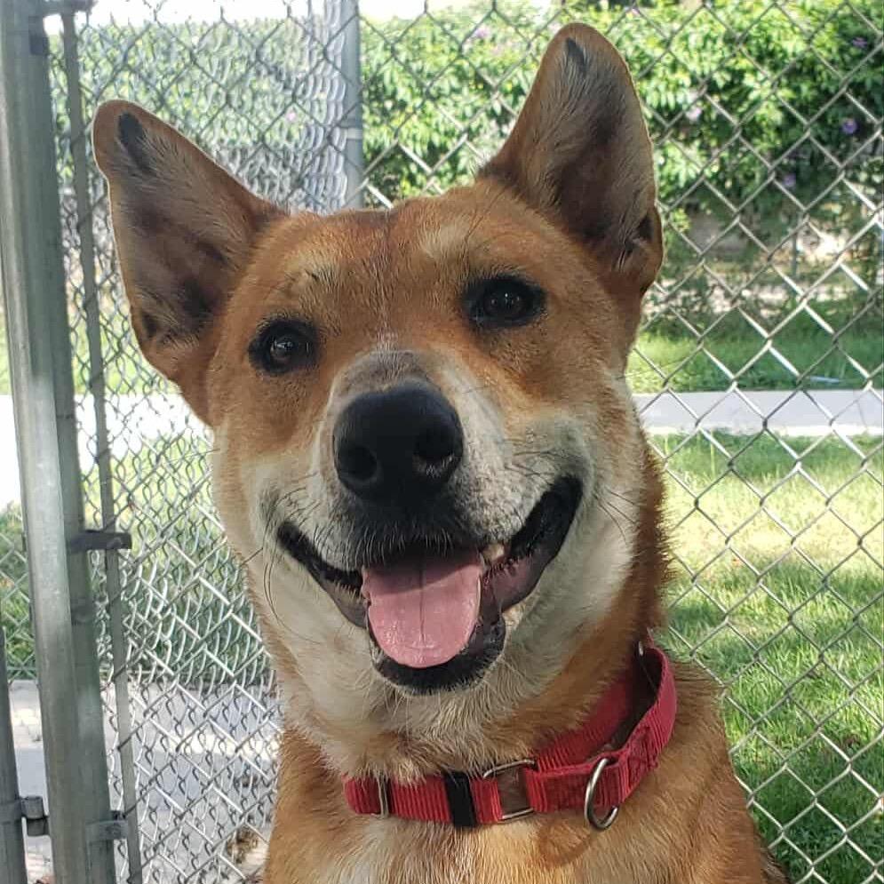 Enlarge Reagan, a Adoptable mixed breed in Leland Grove, IL image 5/6