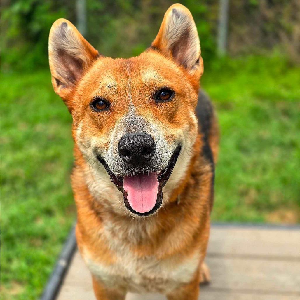 Enlarge Reagan, a Adoptable mixed breed in Leland Grove, IL image 6/6