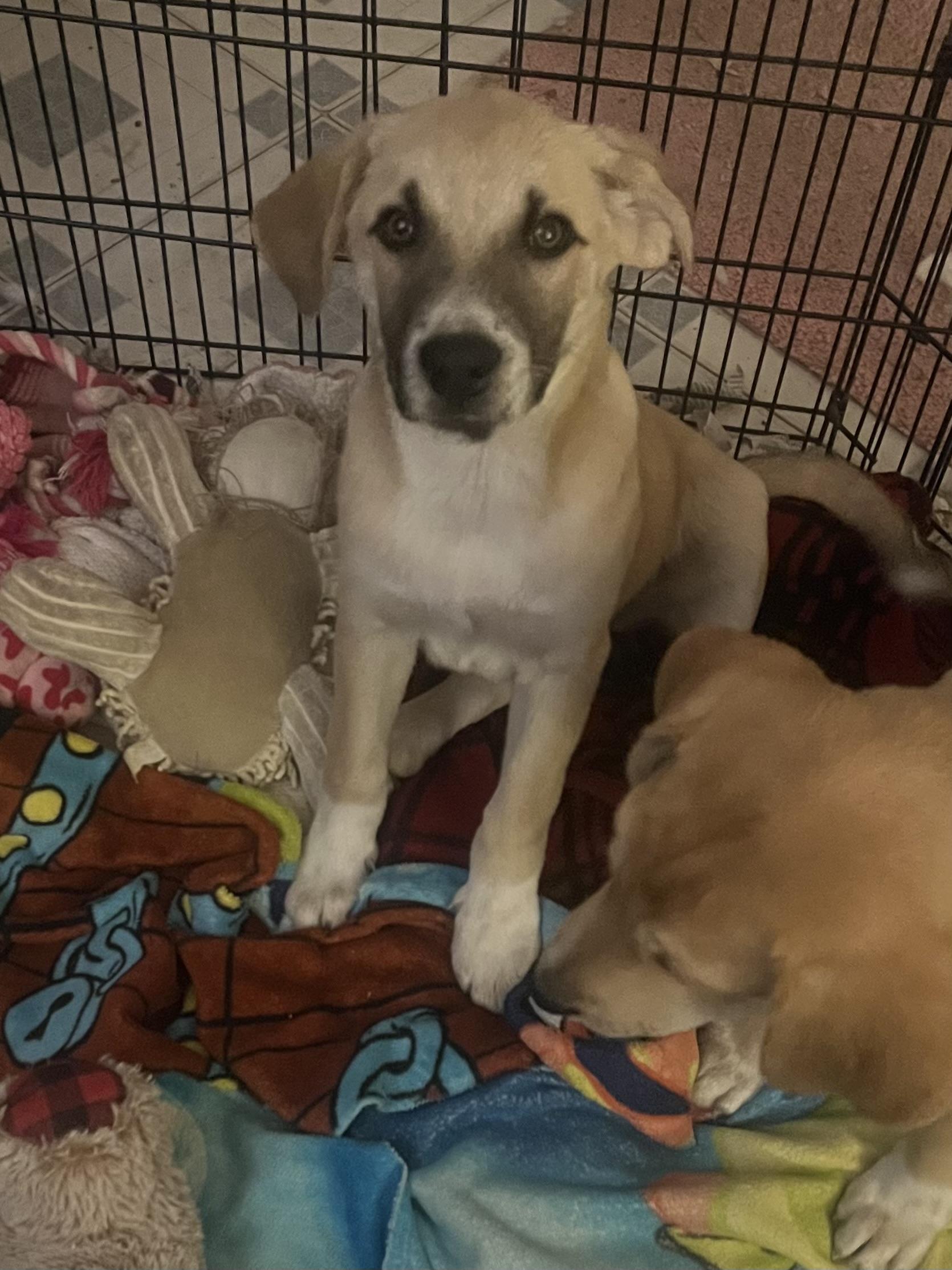 Enlarge Dallas and daisy, a ADOPTABLE Yellow Labrador Retriever in Tonopah, AZ image 2/4