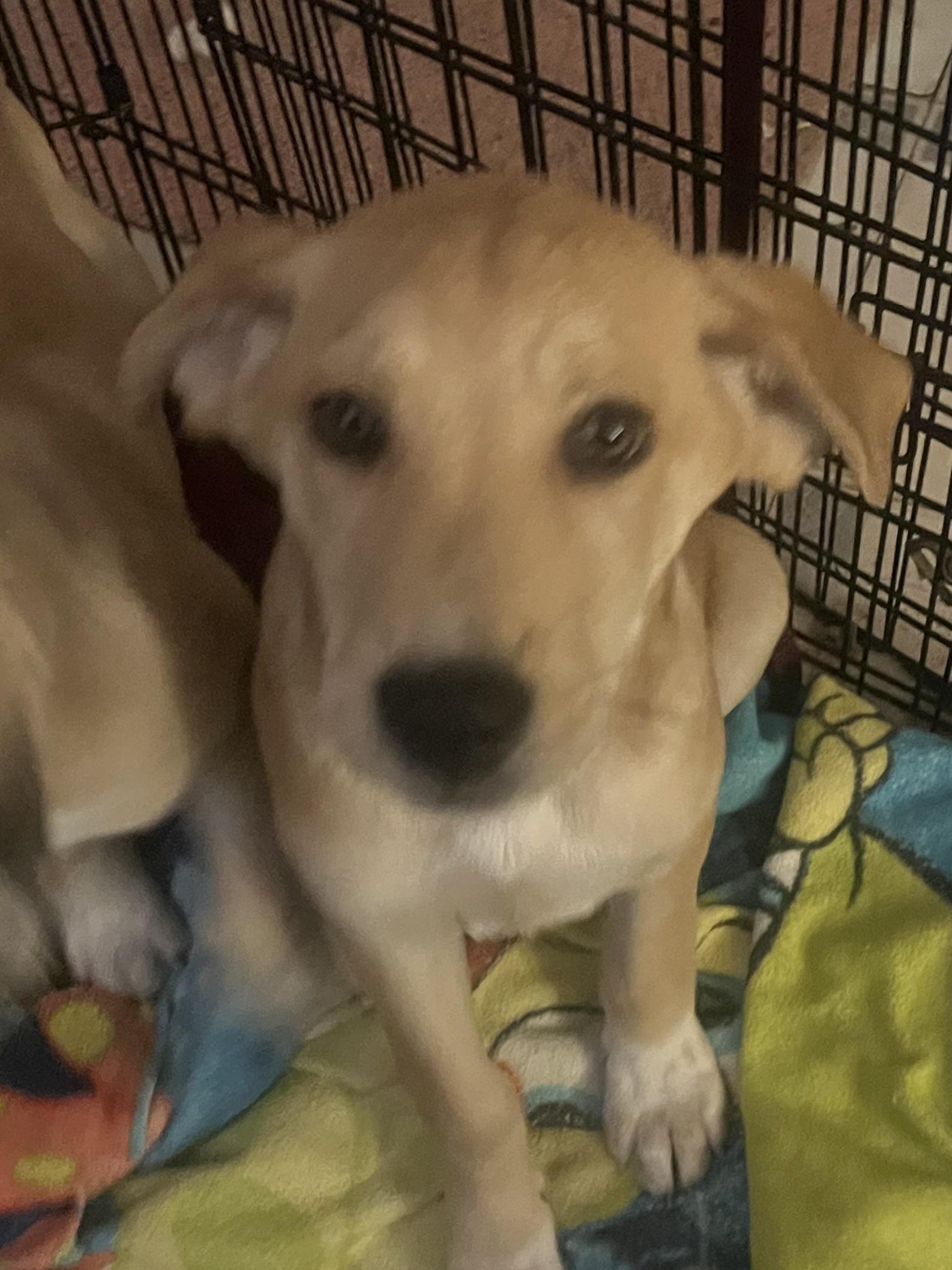 Enlarge Dallas and daisy, a ADOPTABLE Yellow Labrador Retriever in Tonopah, AZ image 3/4
