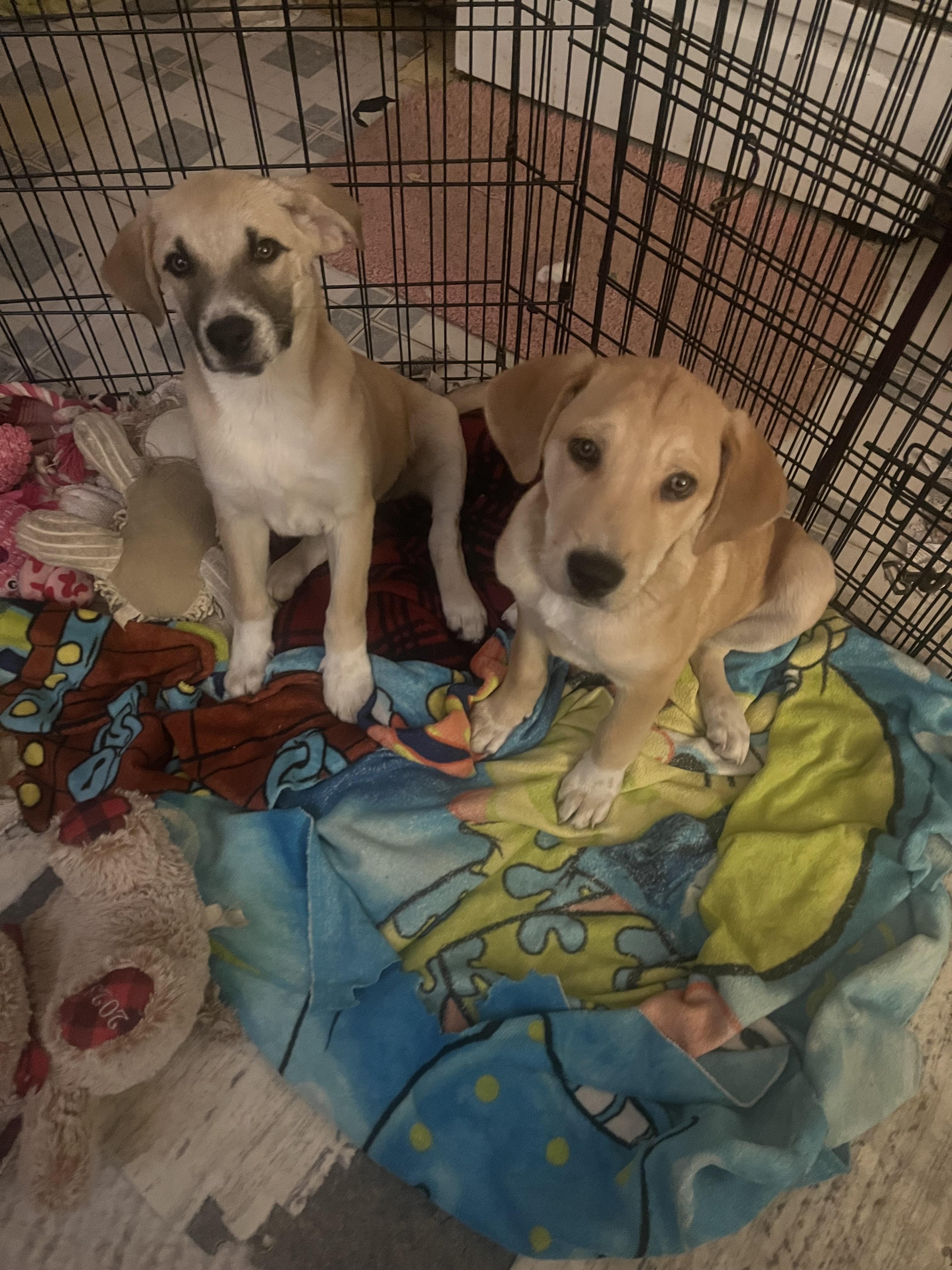 Dallas and daisy, ADOPTABLE, Puppy Female Yellow Labrador Retriever.