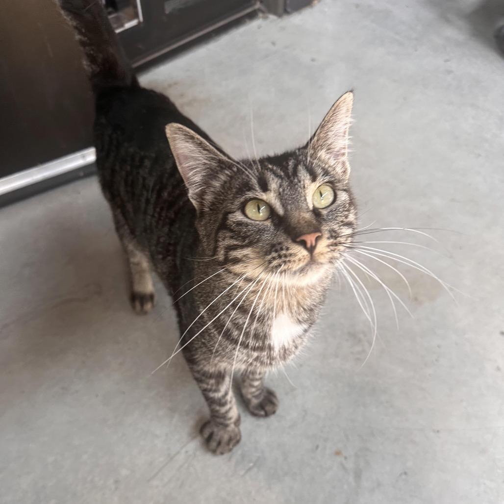 Links, a Adoptable Domestic Short Hair in Hailey, ID image 1/6