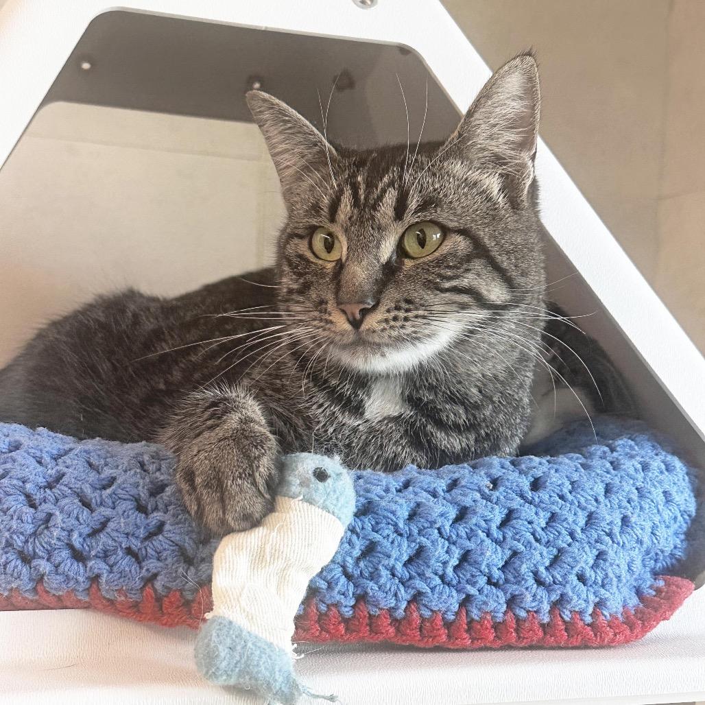 Links, a Adoptable Domestic Short Hair in Hailey, ID image 2/6