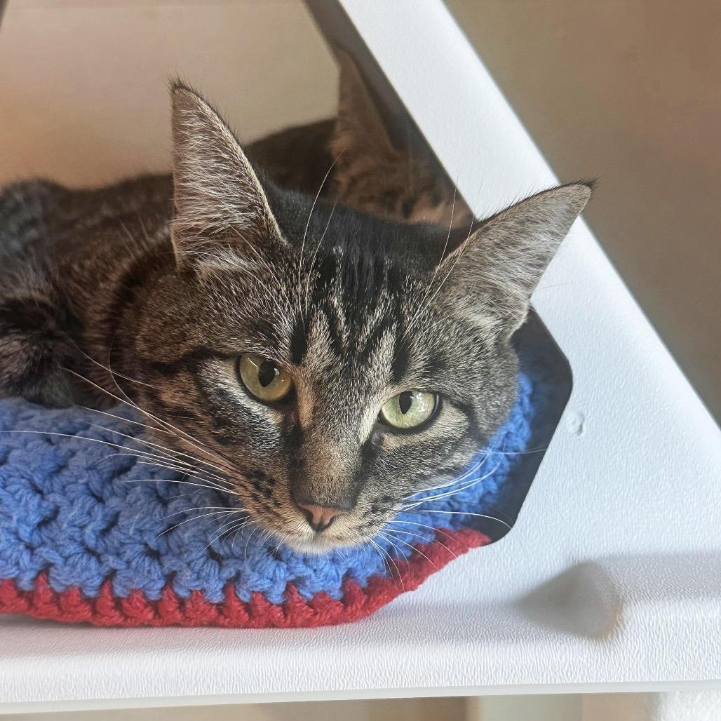 Links, a Adoptable Domestic Short Hair in Hailey, ID image 3/6