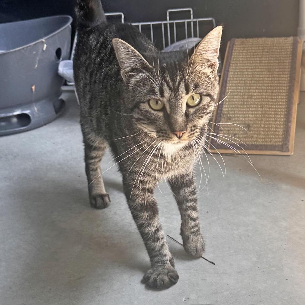 Links, a Adoptable Domestic Short Hair in Hailey, ID image 4/6