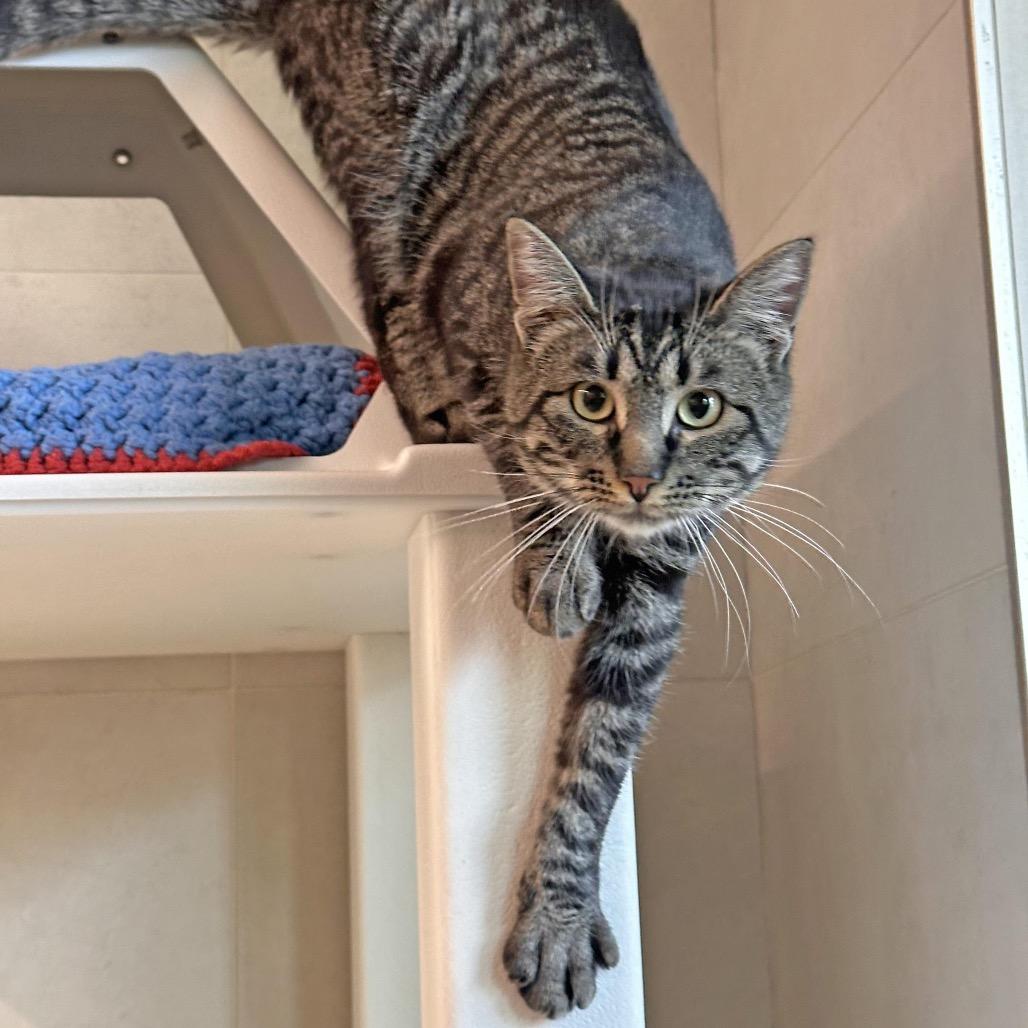 Links, a Adoptable Domestic Short Hair in Hailey, ID image 5/6