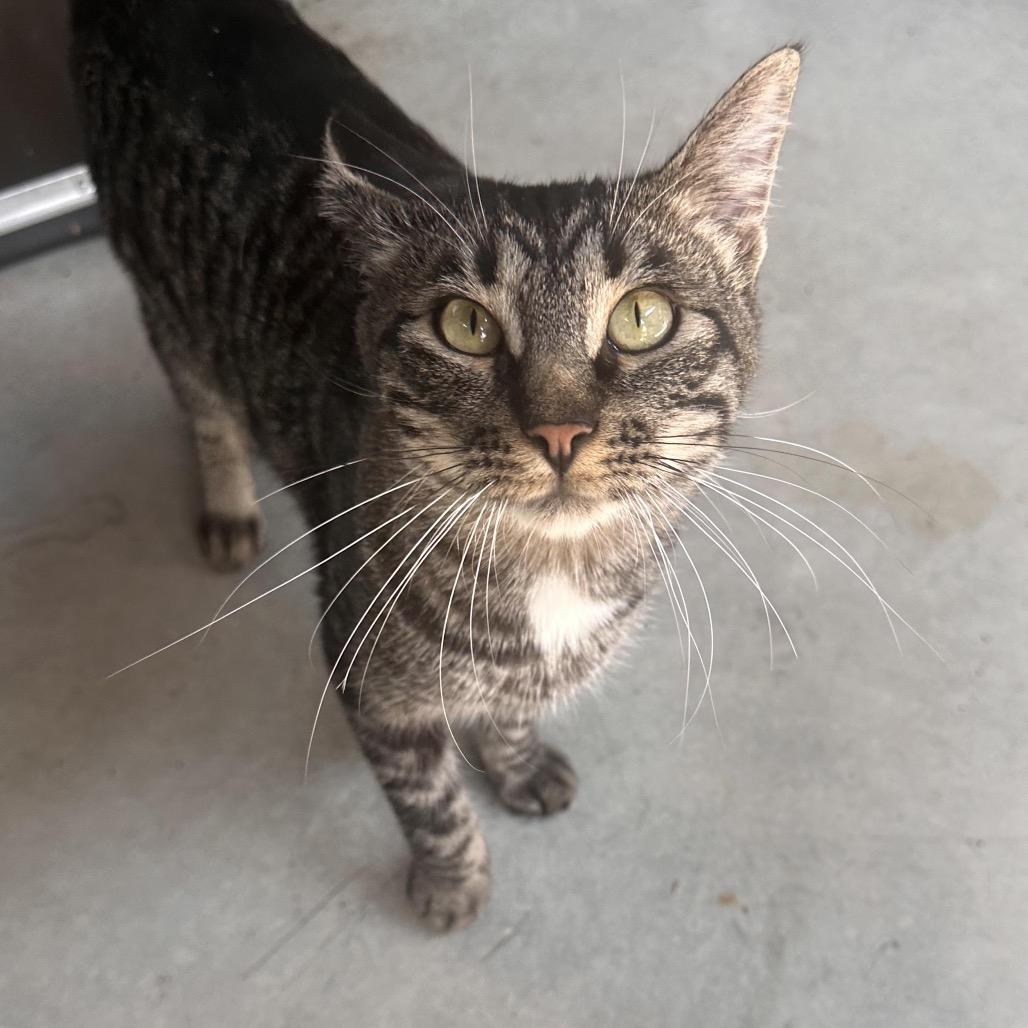 Links, a Adoptable Domestic Short Hair in Hailey, ID image 6/6