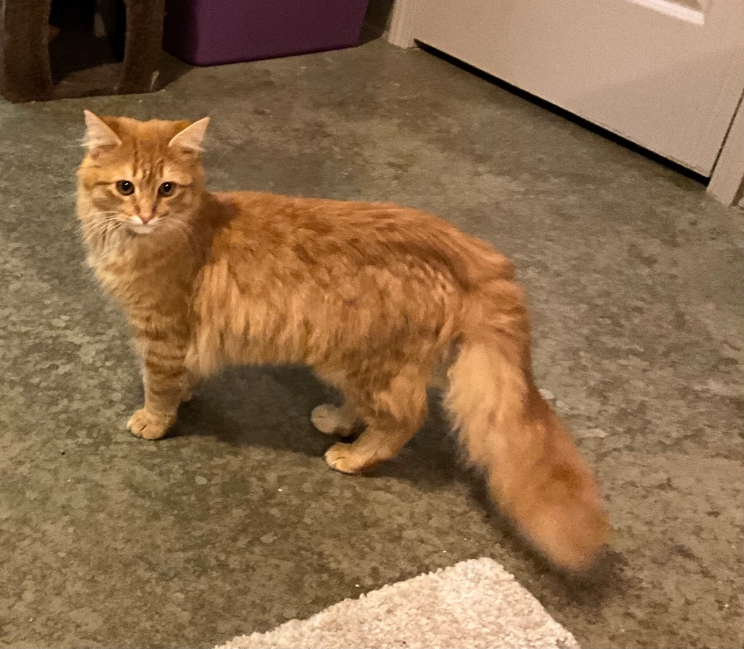 Enlarge Carrie, a Adopted mixed breed in Avonmore, PA image 1/1