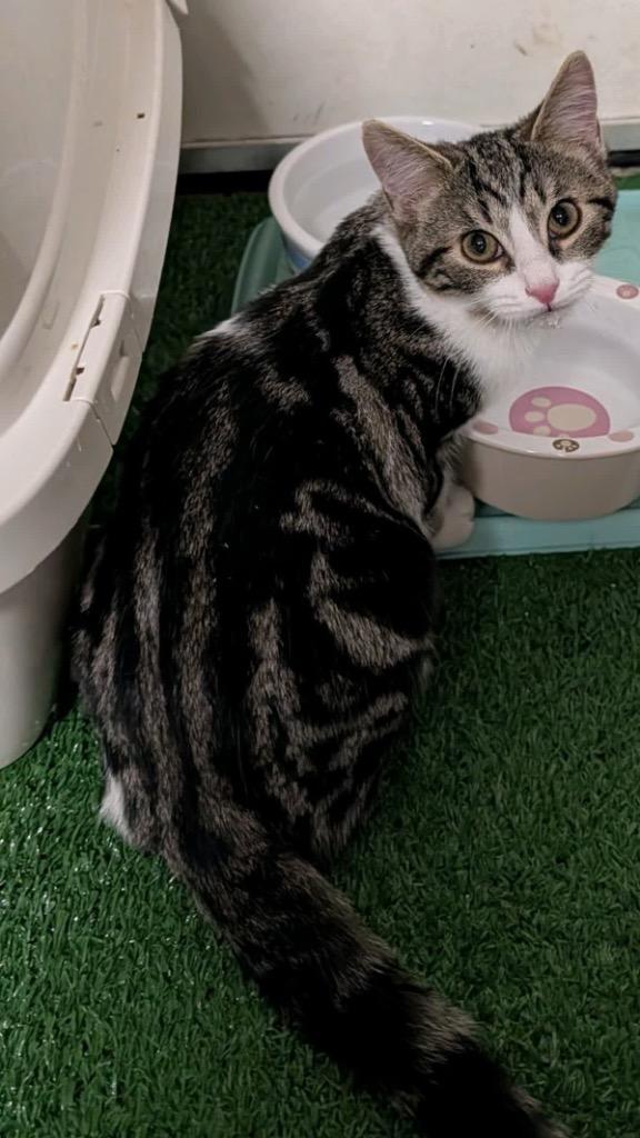 Gardenia, Adoptable, Kitten Female Domestic Short Hair.