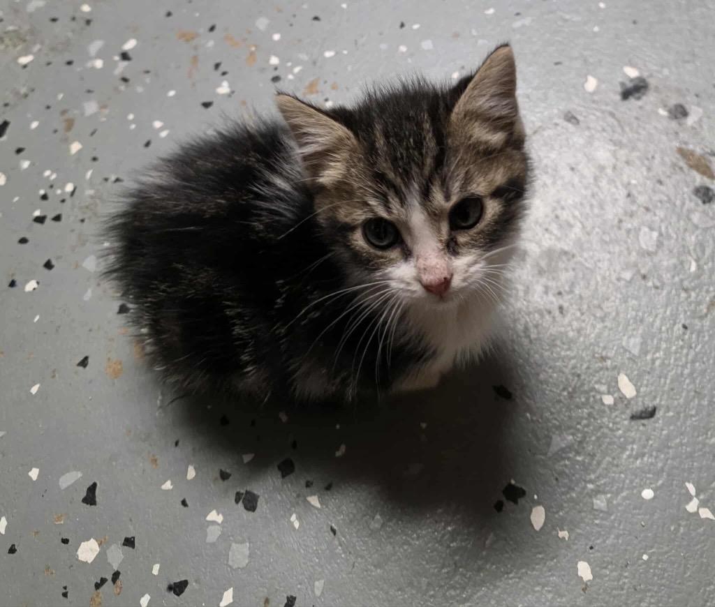 Enlarge Gardenia, a Adoptable mixed breed in Johnson City, TN image 2/6