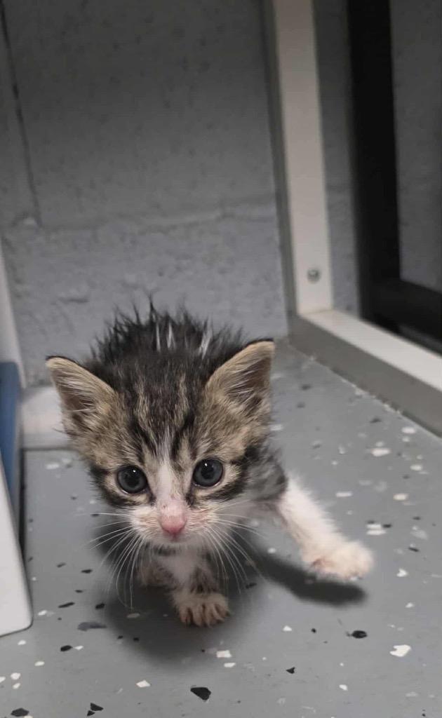 Enlarge Gardenia, a Adoptable mixed breed in Johnson City, TN image 3/6