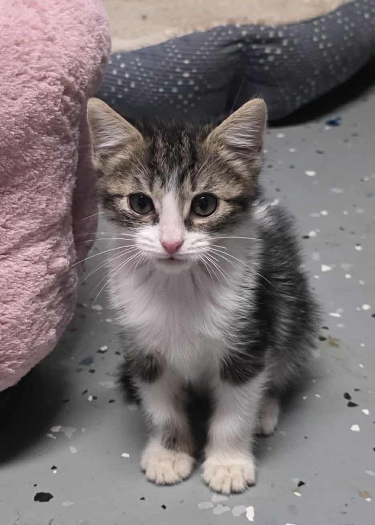 Enlarge Gardenia, a Adoptable mixed breed in Johnson City, TN image 4/6