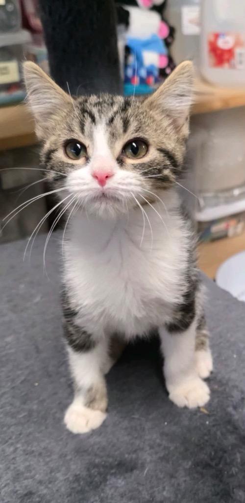 Enlarge Gardenia, a Adoptable mixed breed in Johnson City, TN image 5/6