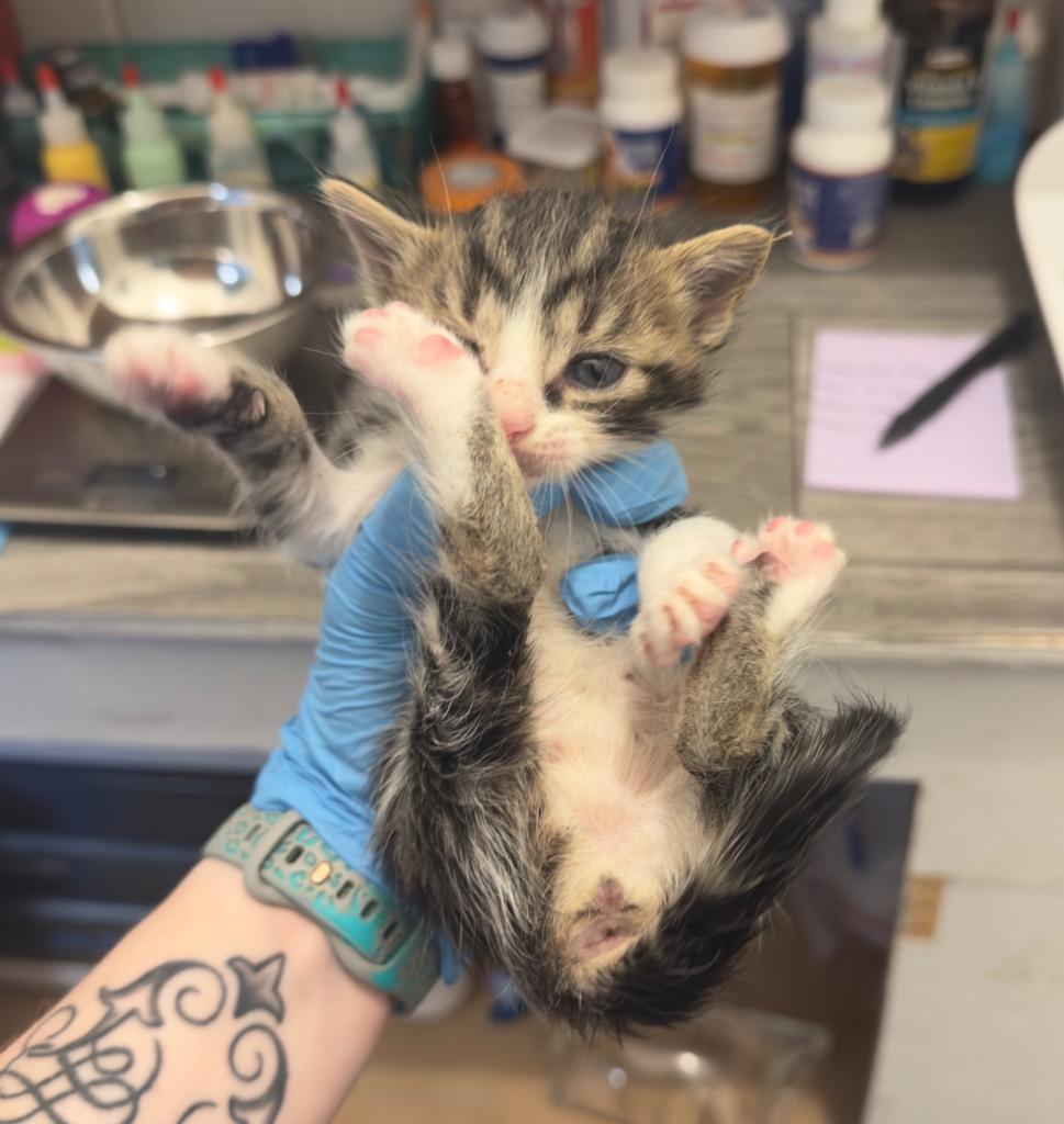 Enlarge Gardenia, a Adoptable mixed breed in Johnson City, TN image 6/6