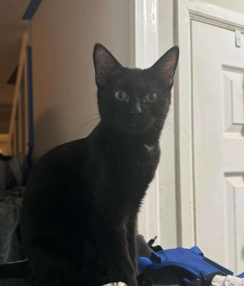 Fox, Adoptable, Kitten Male American Shorthair.