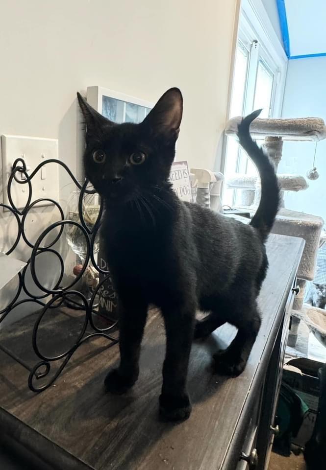 Enlarge Fox, a Adoptable mixed breed in levittown, NY image 2/2