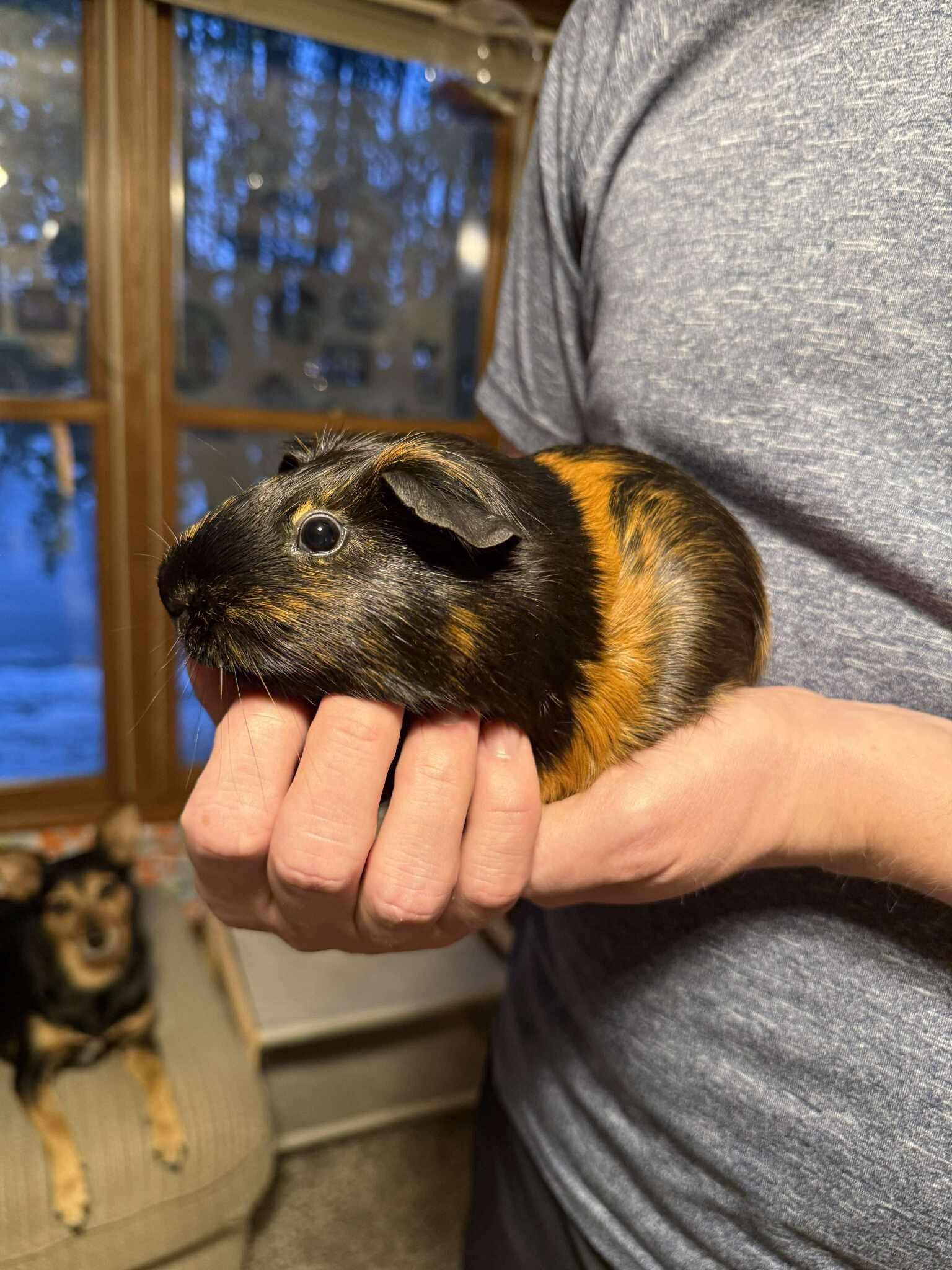 Enlarge Mamacita, a ADOPTABLE Guinea Pig in Saint Charles, MO image 1/1
