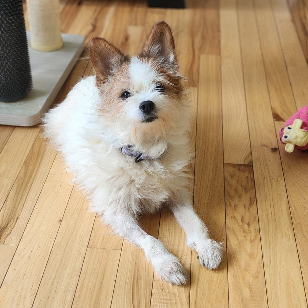 Enlarge Angel, a Adopted Terrier in Toms Brook, VA image 1/2