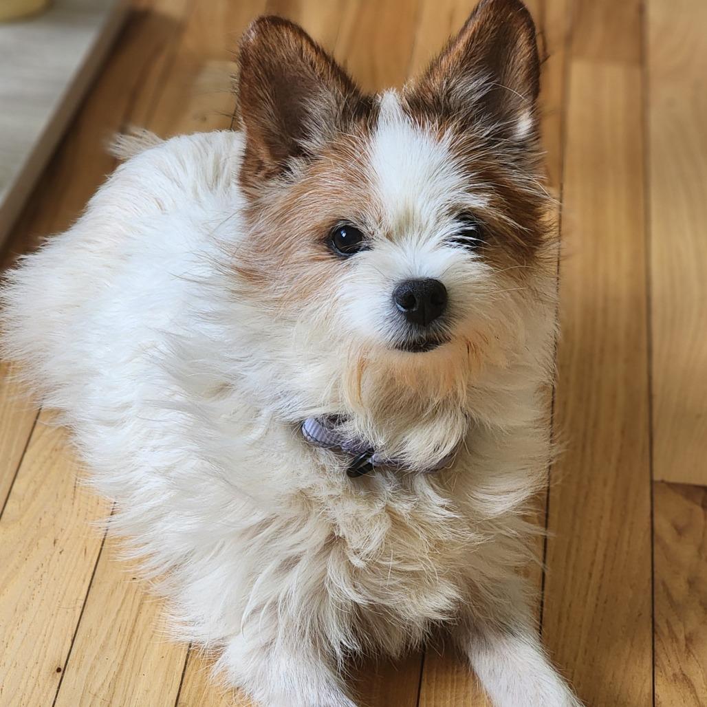 Enlarge Angel, a Adopted Terrier in Toms Brook, VA image 2/2