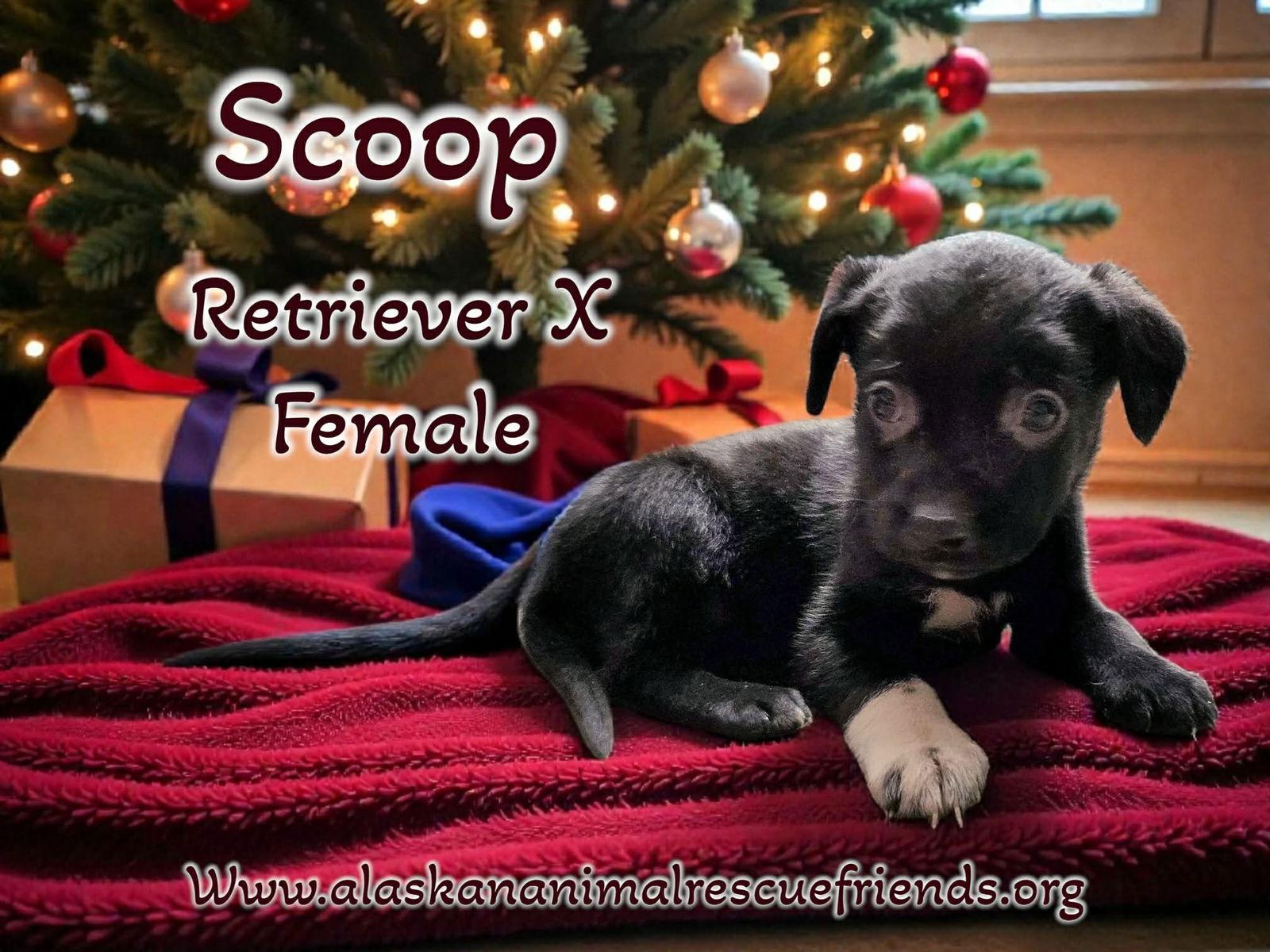 Enlarge Scoop, a Adopted Retriever in Anchorage, AK image 1/1