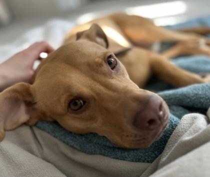 Luna Lou, a Adoptable mixed breed in Ann Arbor, MI image 2/3