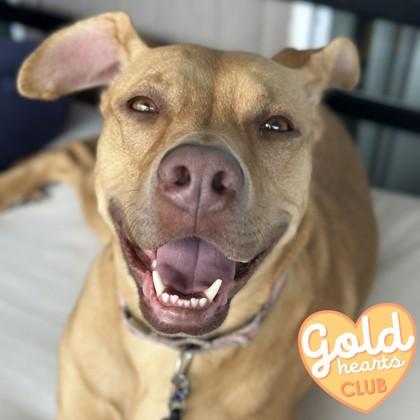 Luna Lou, a Adoptable mixed breed in Ann Arbor, MI image 3/3