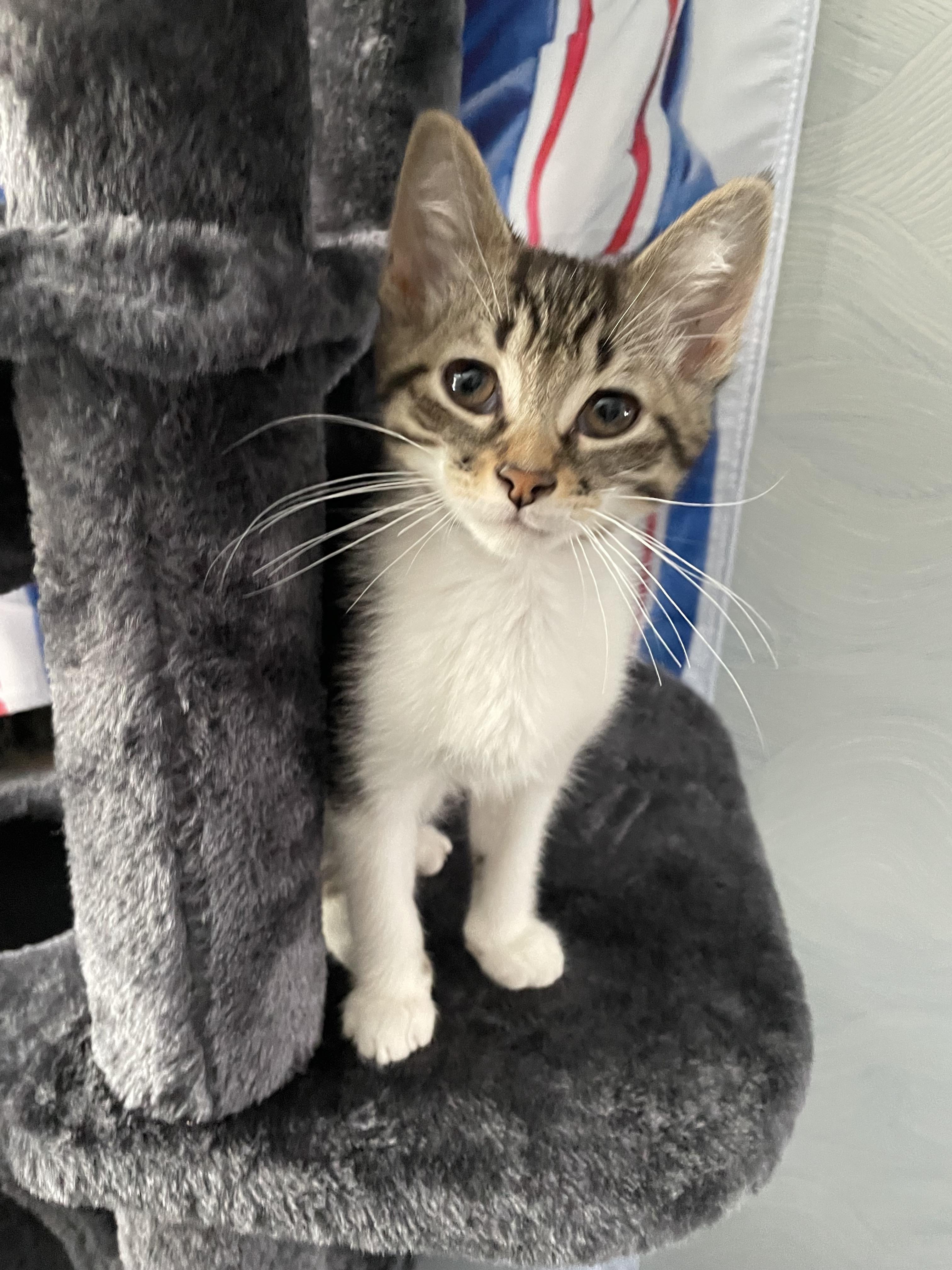 Enlarge Sage, an adopted Domestic Short Hair in Haddon Heights, NJ image 3/3