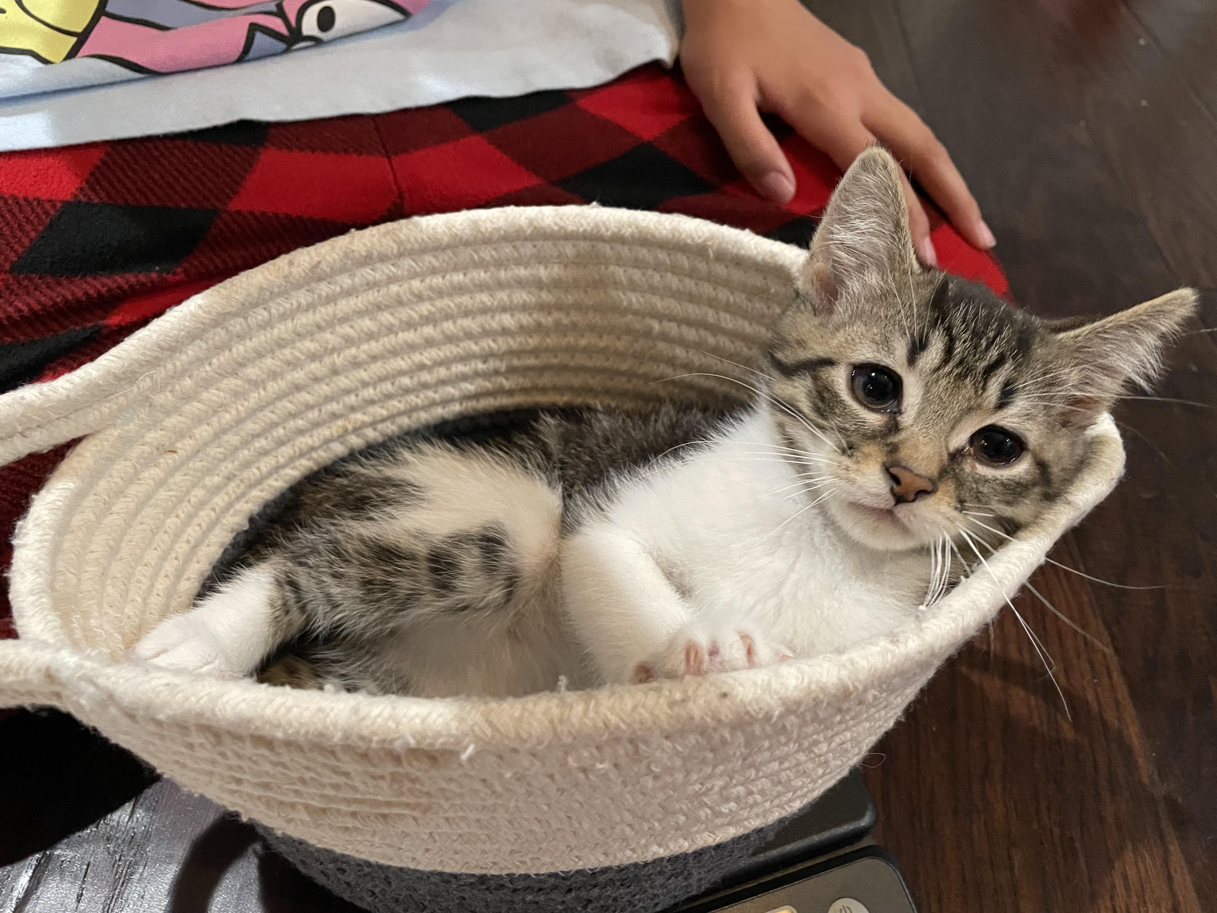 Sage, adopted, Kitten Male Domestic Short Hair.