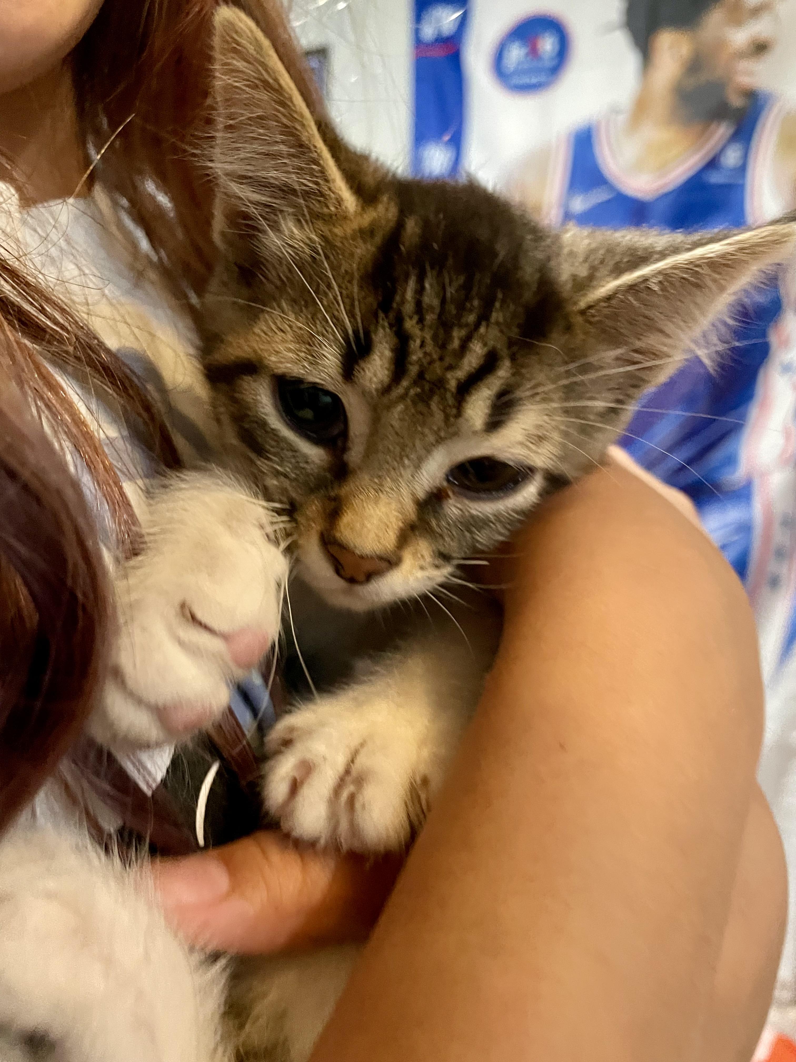Enlarge Sage, an adopted Domestic Short Hair in Haddon Heights, NJ image 2/3