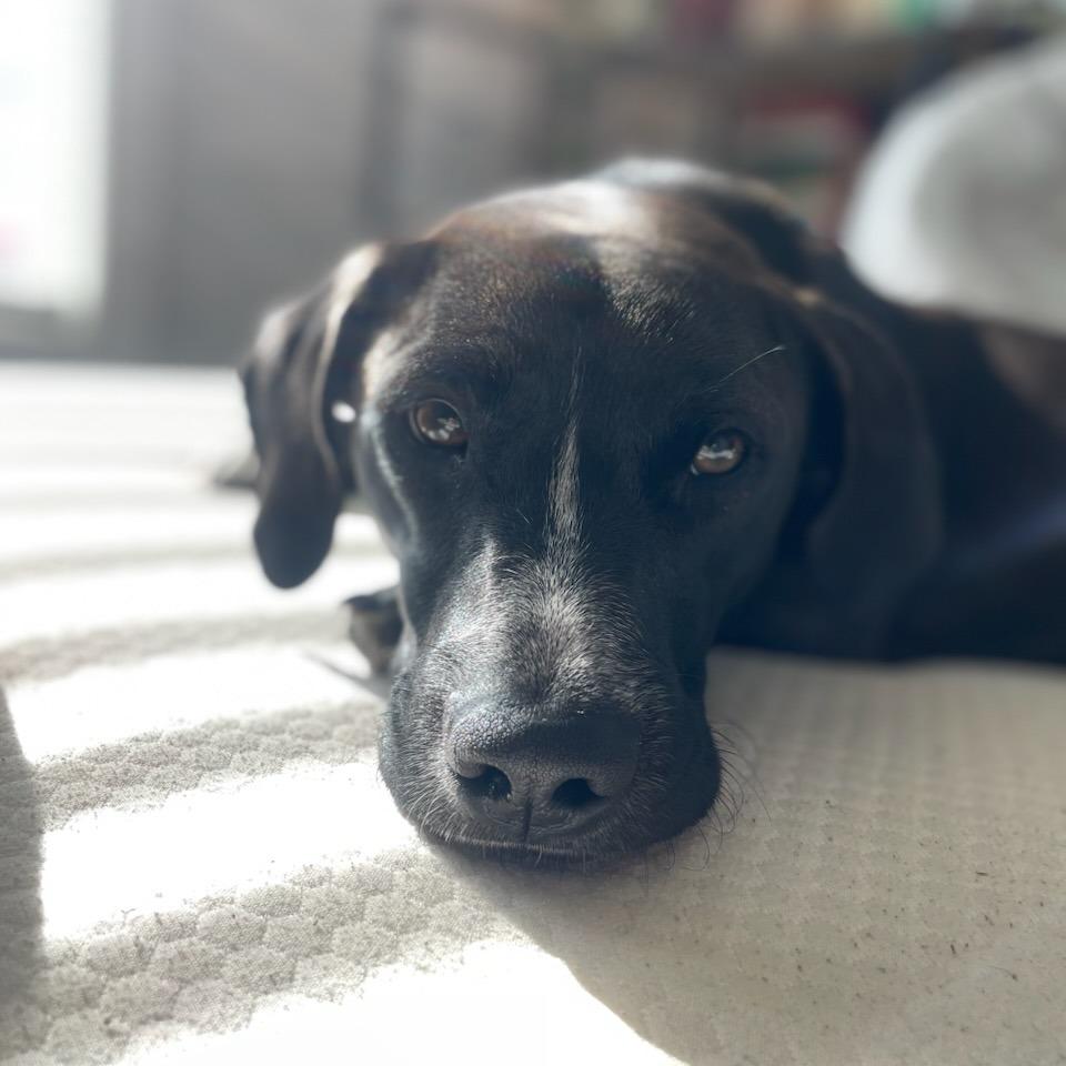 Milo, a Adoptable Mixed Breed in Bentonville, AR image 1/3