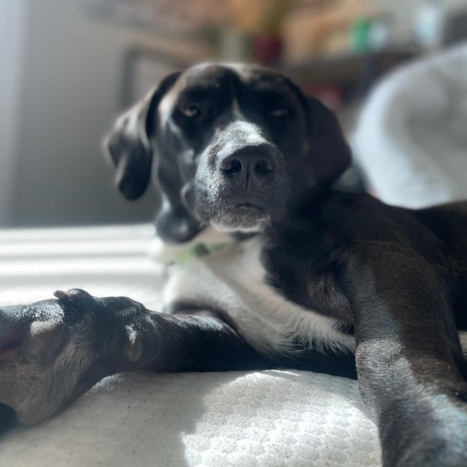 Milo, a Adoptable Mixed Breed in Bentonville, AR image 2/3