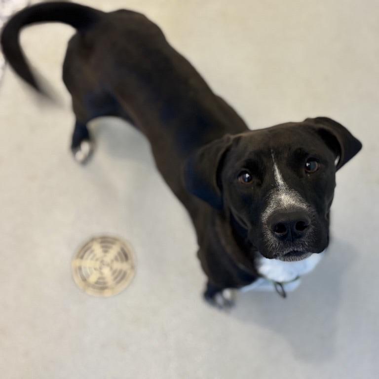 Milo, a Adoptable Mixed Breed in Bentonville, AR image 3/3