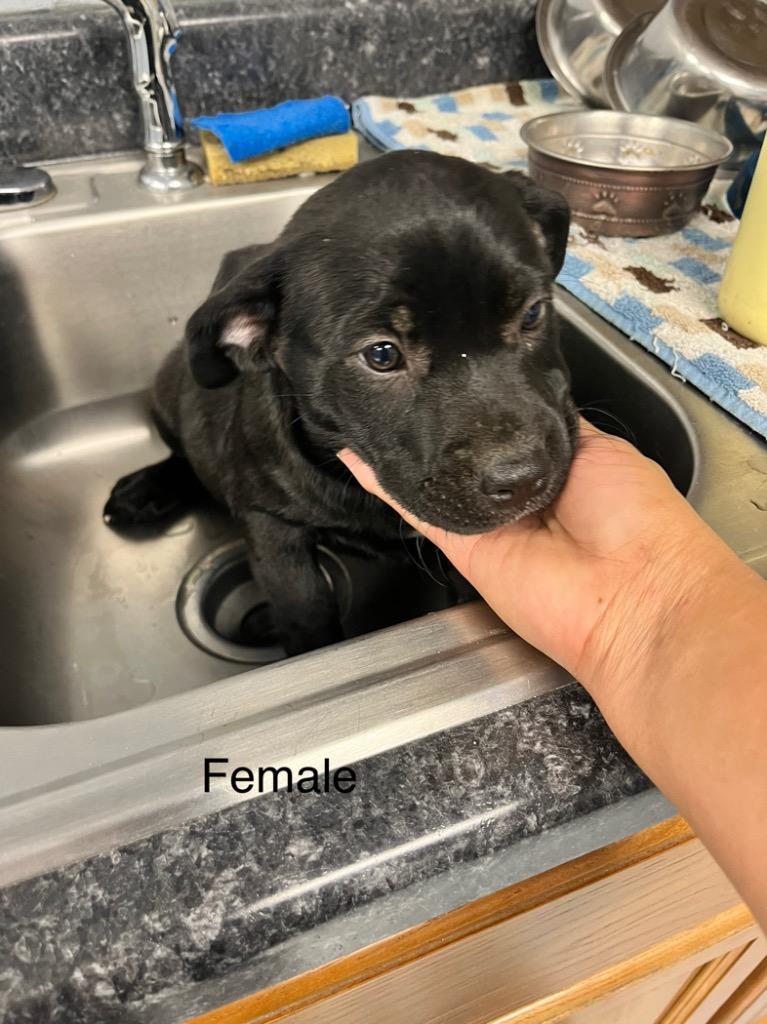 Enlarge Teeter, a Adoptable mixed breed in Greenwood, MS image 3/3