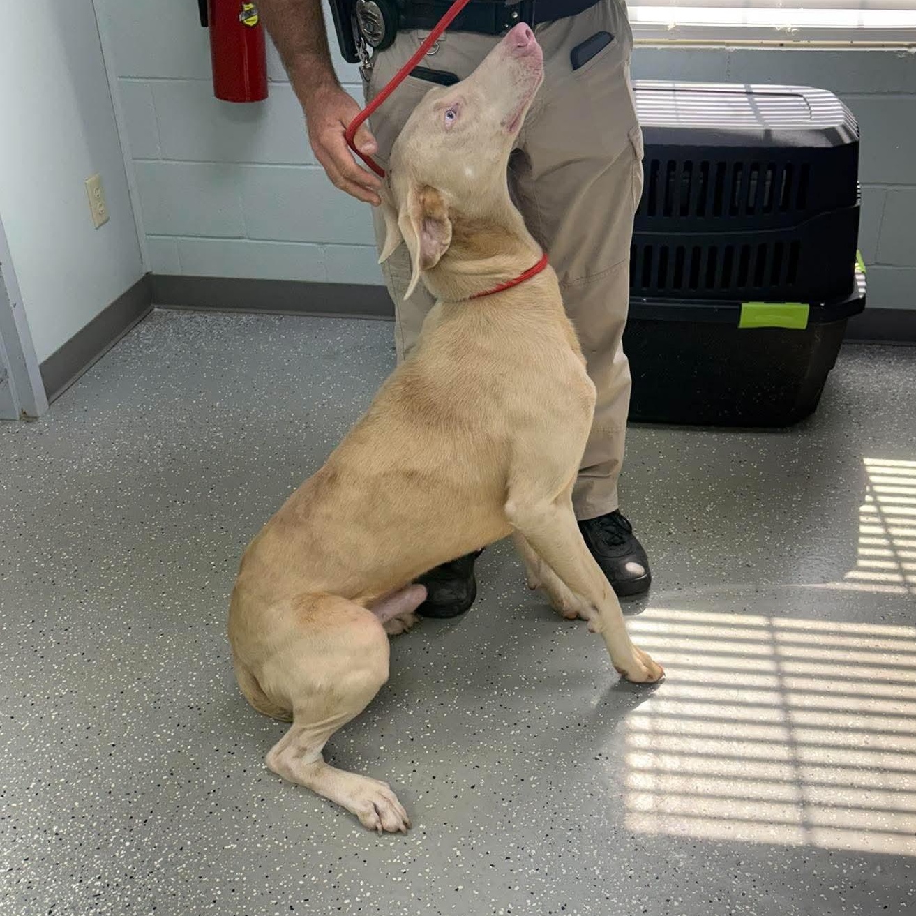 Enlarge Jackson, a ADOPTABLE Doberman Pinscher in Bardstown, KY image 2/6