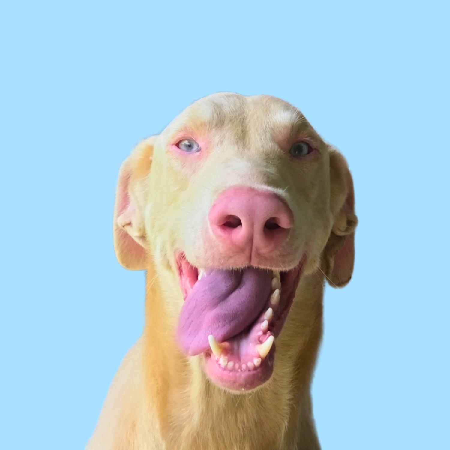 Enlarge Jackson, a ADOPTABLE Doberman Pinscher in Bardstown, KY image 5/6